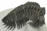 Coltraneia Trilobite Fossil - Huge Faceted Eyes #229846-3
